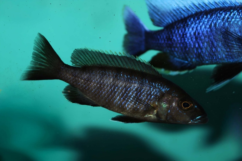 Sciaenochromis fryeri 'Jalo Reef'